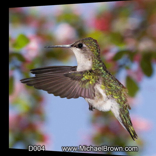 D004 Hummingbird Female 3D