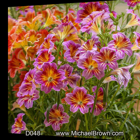 D048 Colorful Lilies 3D