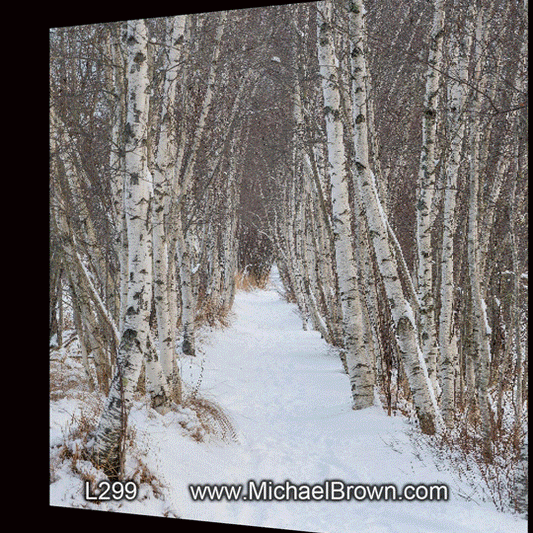 L299 Birch Pathway